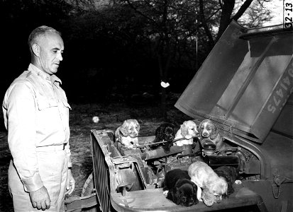 SC 151456 - Lt. Col. J. E. Rees, with the camp's mascot pups, Hawaii.