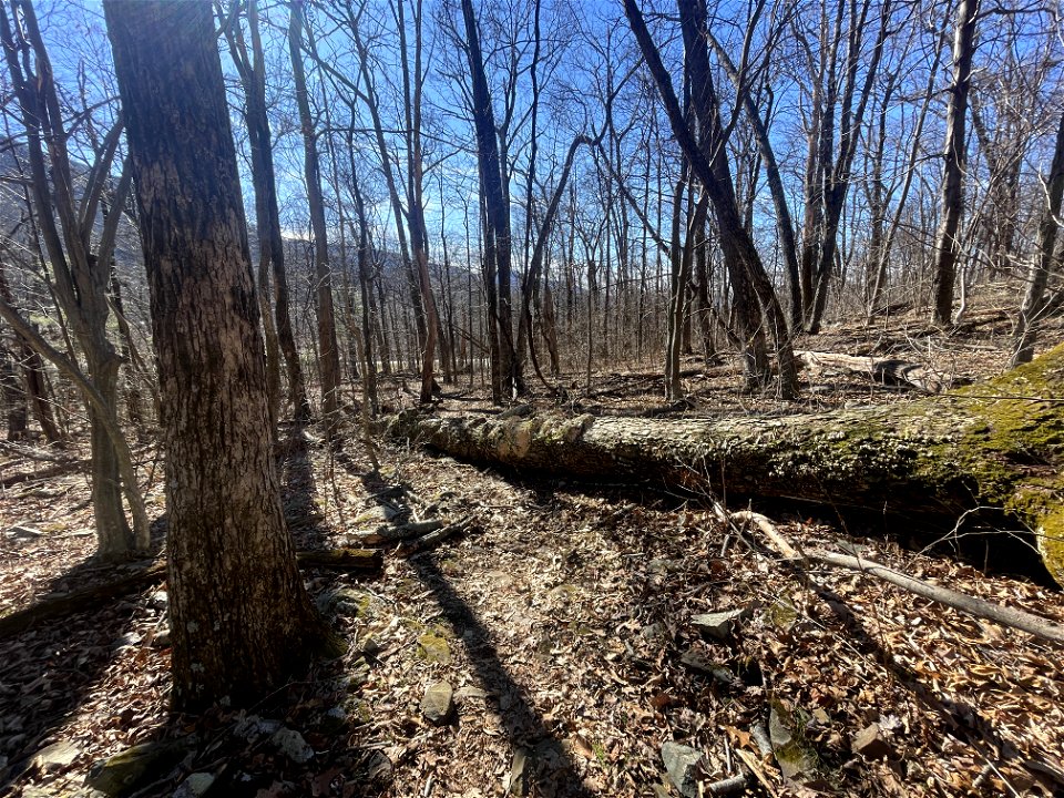Downed trees on Pass Mountain Trail