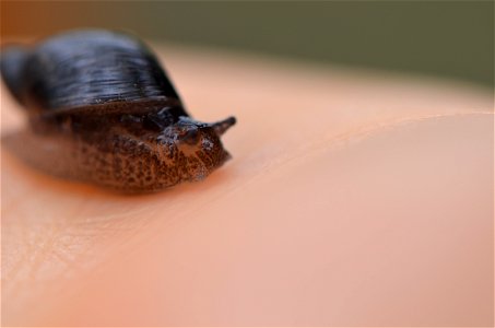 Land Snail photo
