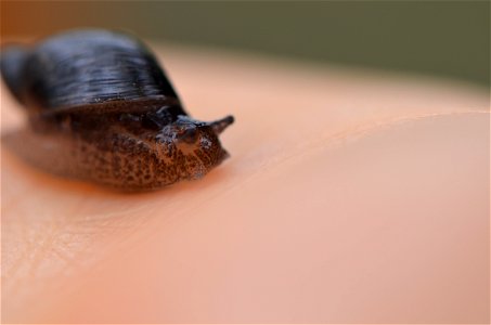 Land Snail