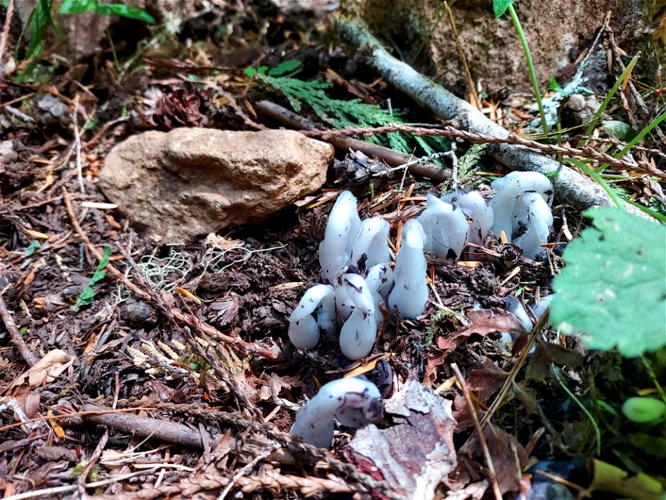 Ghost plant, Mt. Baker-Snoqualmie National Forest. Photo by Anne Vassar July 21, 2021.