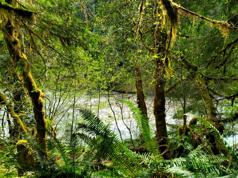 Beaver Lake Trail, Mt. Baker-Snoqualmie National Forest. Photo by Anne Vassar April 29, 2021.