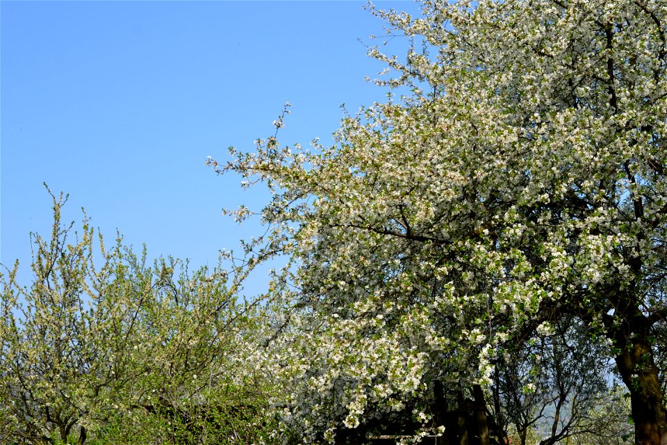 Spring ,April 2023