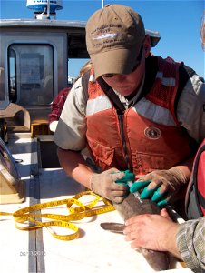 Pit tag being applied to Lake Sturgeon