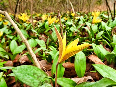 Yellow Trout Lilies photo