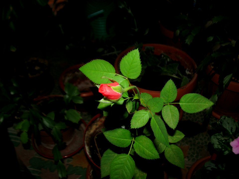 trandaf_mic2012_0410_065904