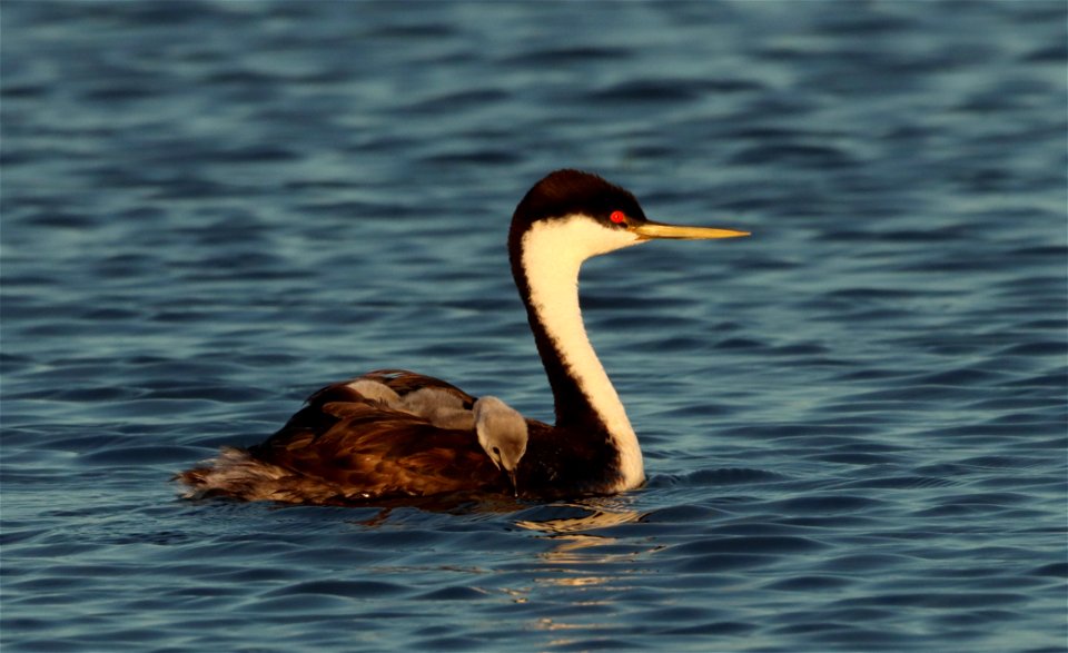 Western Grebes on the Huron Wetland Management District South Dakota