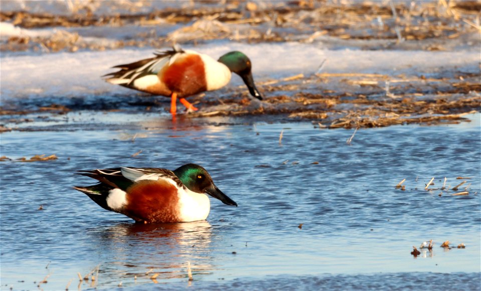 Northern Shovelers Huron Wetland Management District