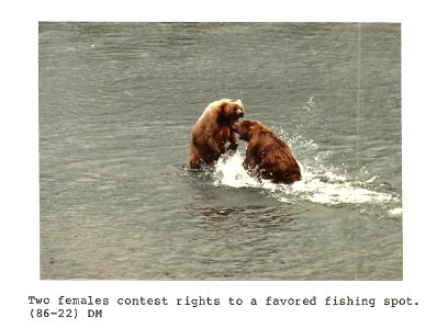 (1986) Bear Fight photo