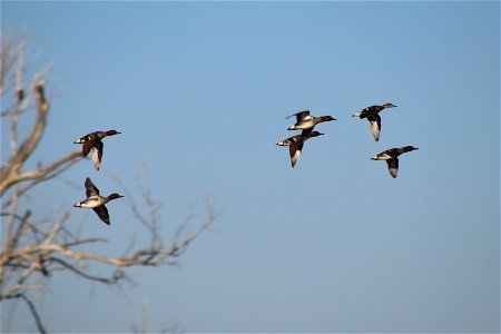 Green-winged Teal Owens Bay Lake Andes National Wildlife Refuge South Dakota photo