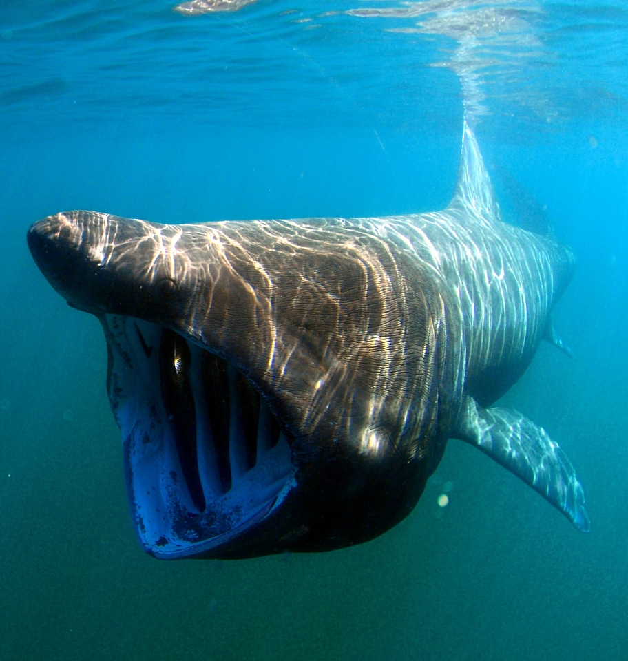 Underwater swimming basking shark