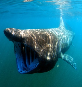 Underwater swimming basking shark