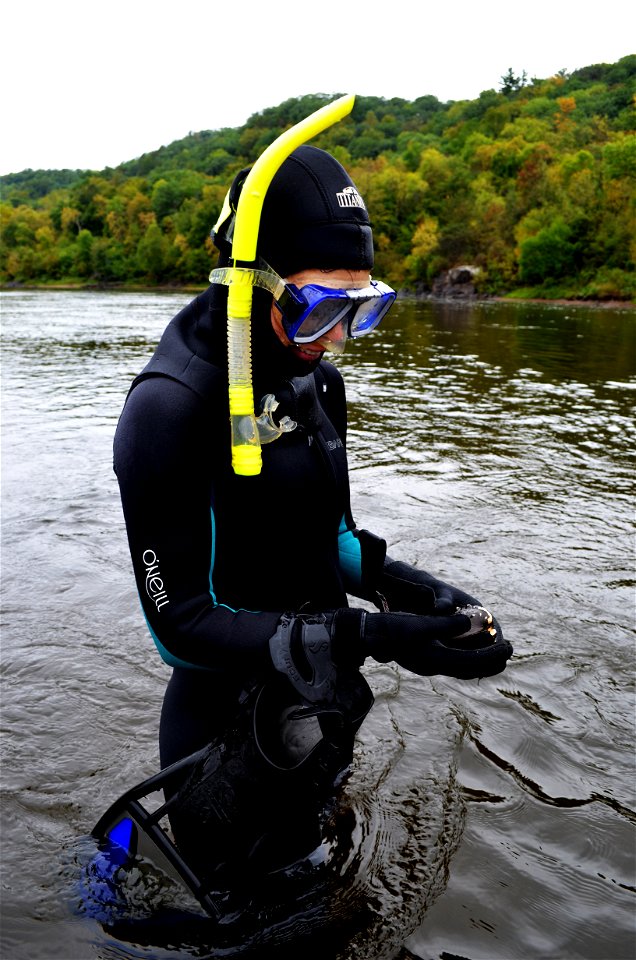Freshwater Mussels Abound