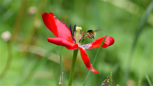 Verblühte Tulpe mit Pelzbiene im Anfliug