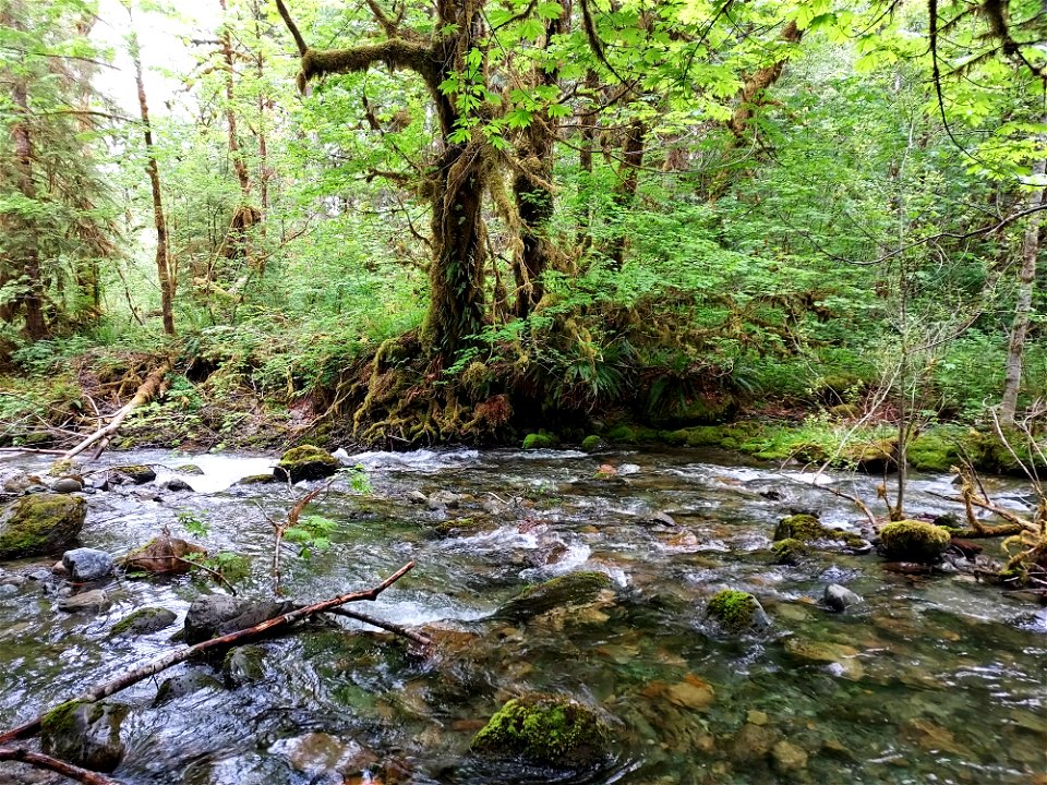 Murphy Creek, Mt. Baker-Snoqualmie National Forest. Photo by Anne Vassar June 4, 2021.