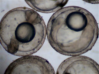 Development of Burbot Egg photo