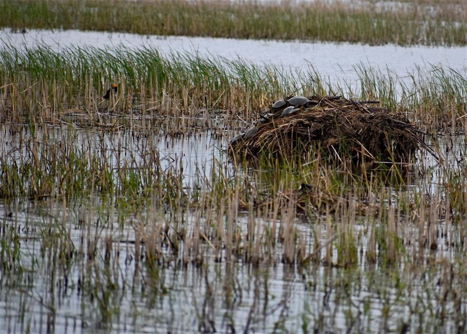 Painted Turtles Lake Andes Wetland Management District South Dakota