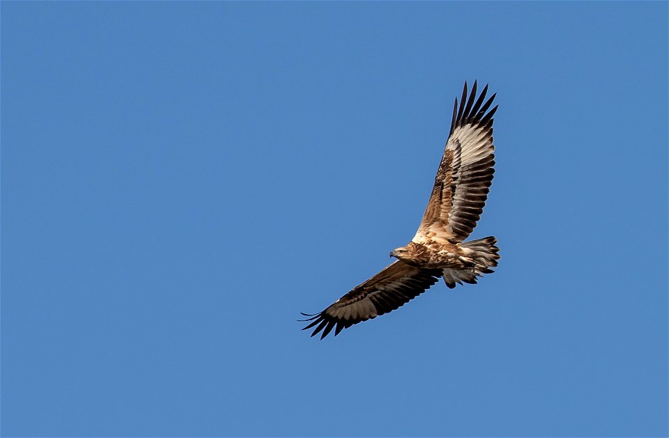 Juvenile white-bellied sea eagle