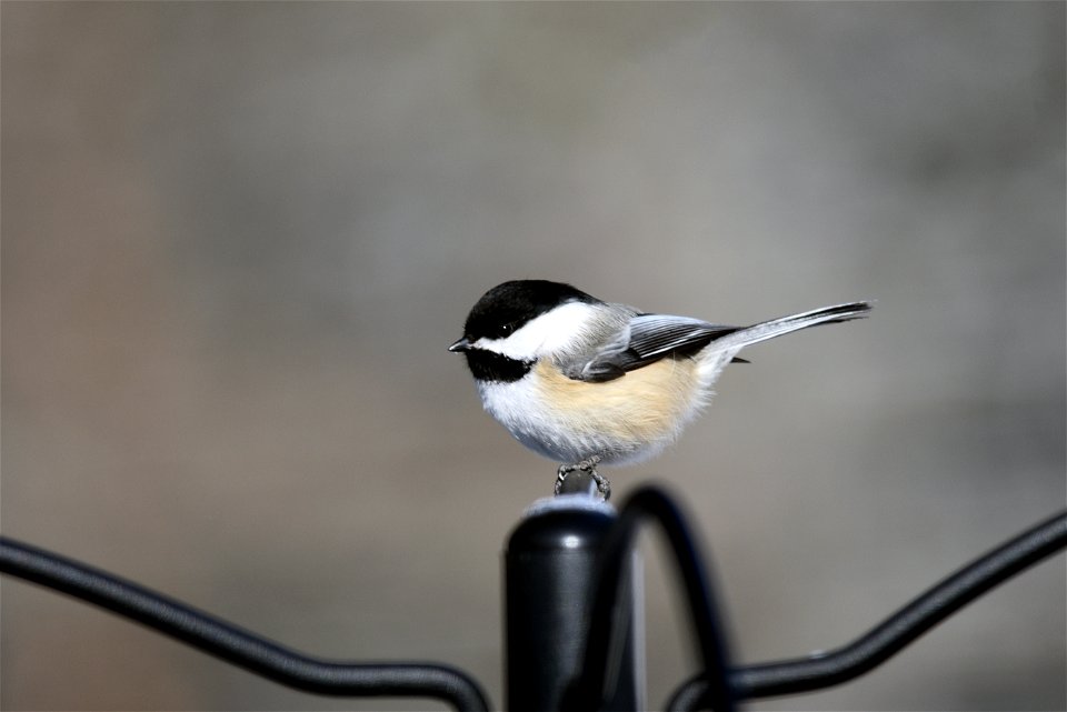 Black-capped chickadee perched above a bird feeder