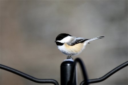 Black-capped chickadee perched above a bird feeder photo