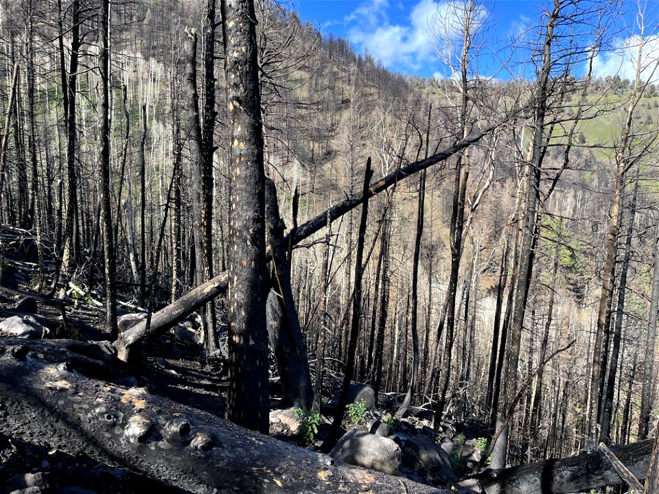 limited plant recovery on steep slopes above weatherford canyon in high SBS