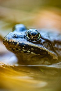 Columbia Spotted Frog - Rana luteiventris