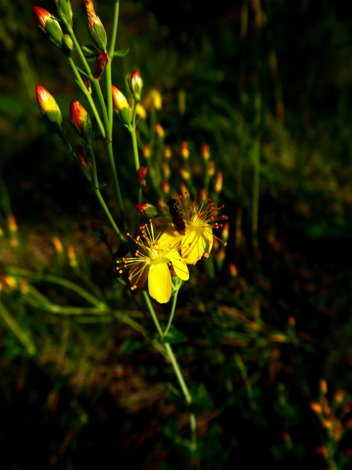 Hypericum perforatum L., 1753