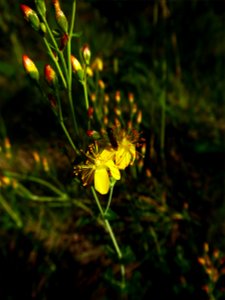 Hypericum perforatum L., 1753