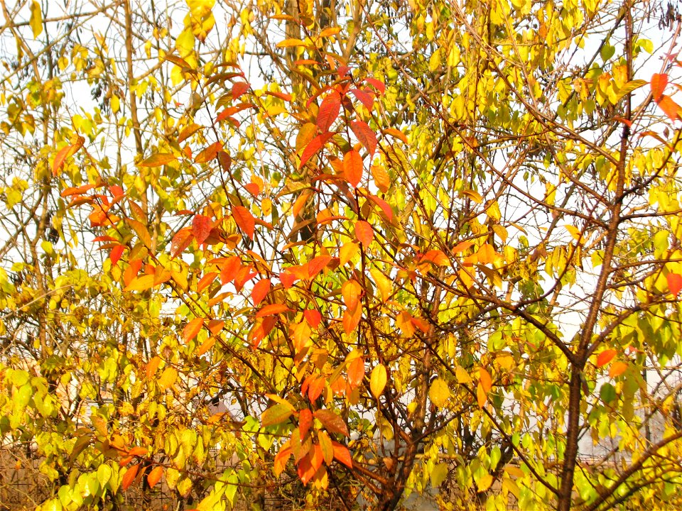 toamna2009_1127_091015