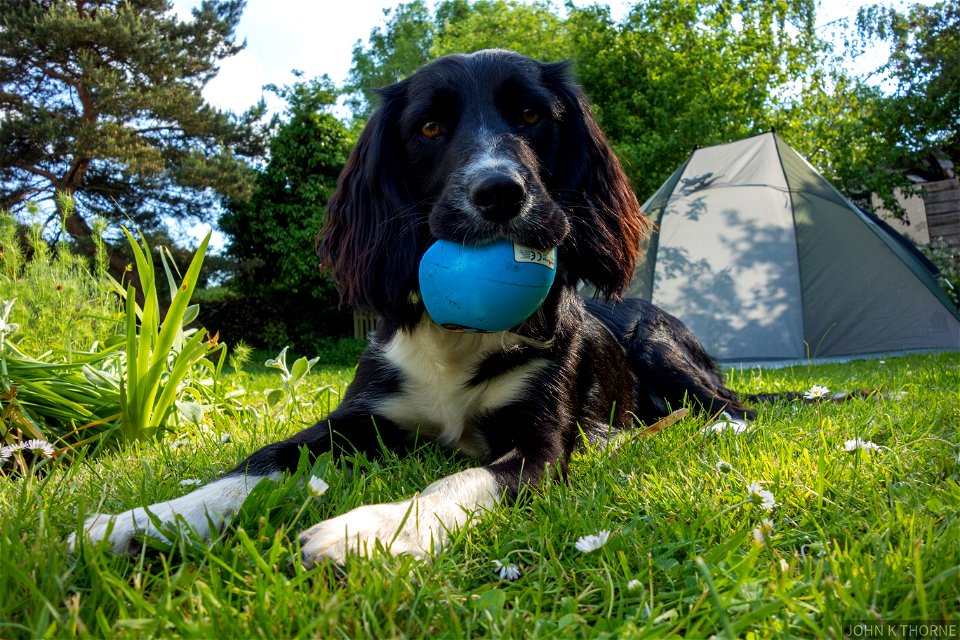 I chewed my ball. Please can you get me a new one.
