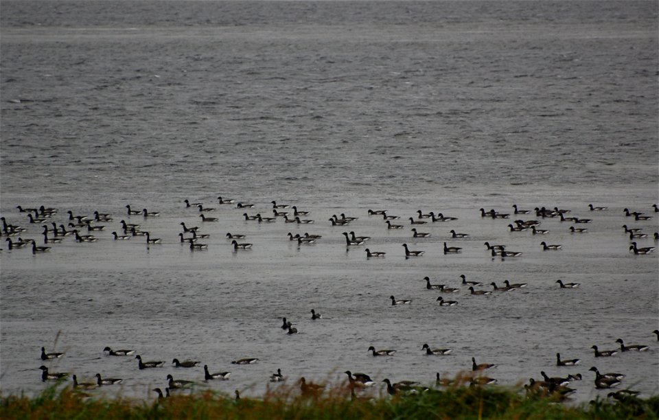Brant at Izembek Lagoon