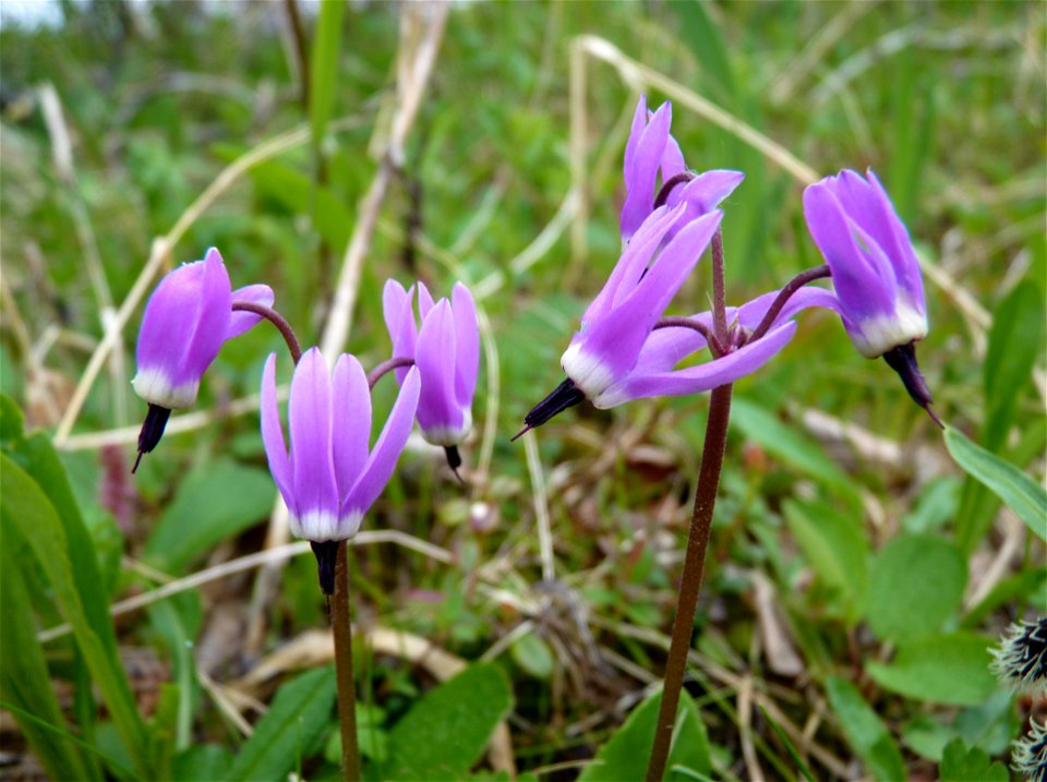 Shooting Star_6-27-10