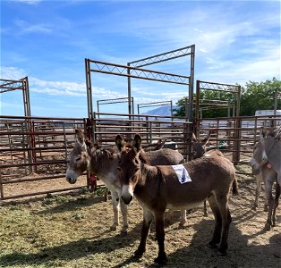 2022 Northern Utah Wild Horse & Burro Festival photo