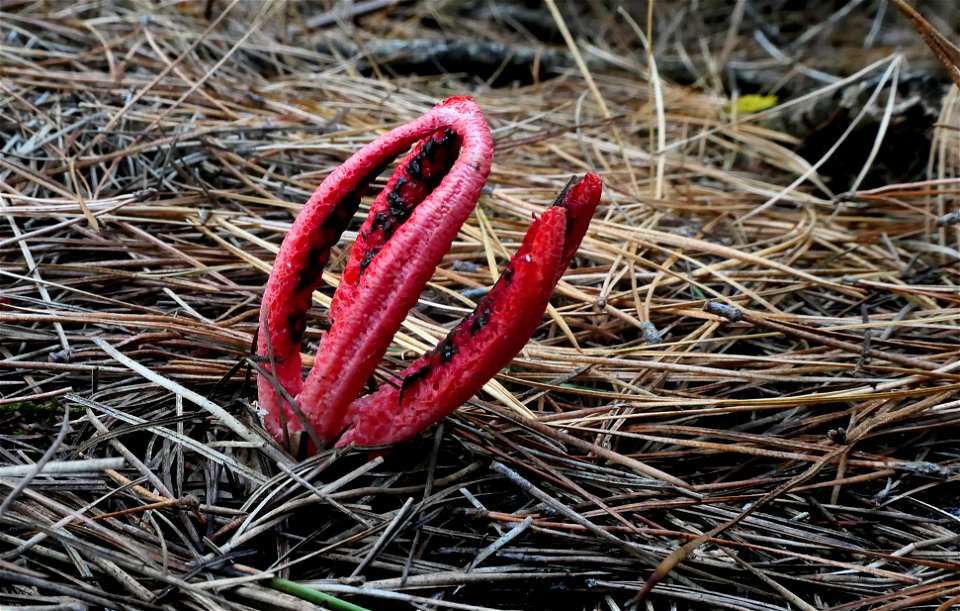 Clathrus archeri. photo