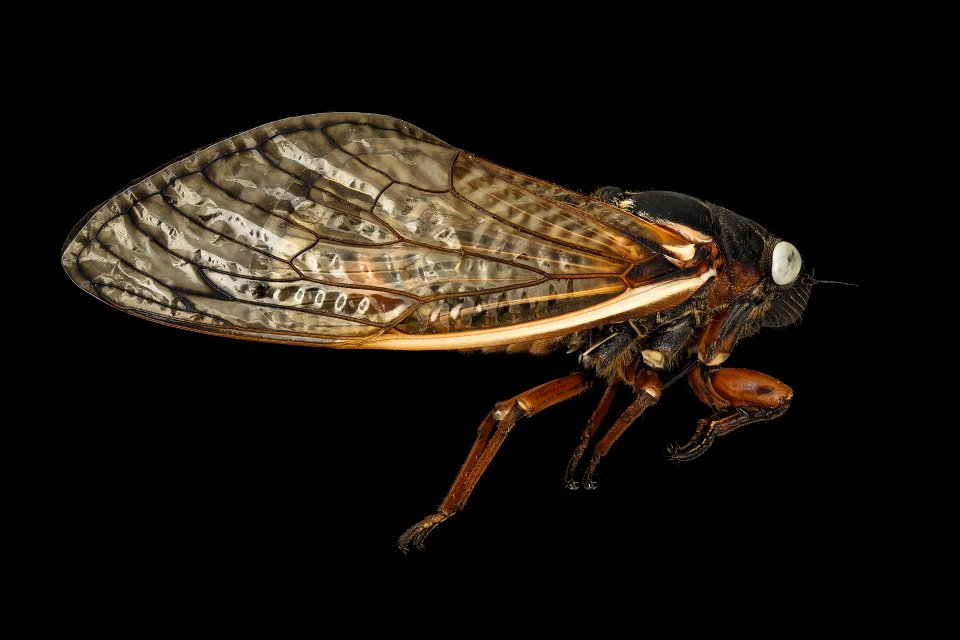 Blue eyed Cicada, right_2021-06-02-12.22.55 ZS PMax UDR