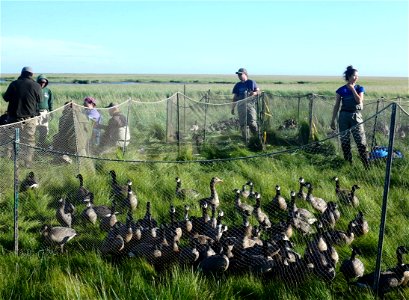 Banding Cackling Geese photo