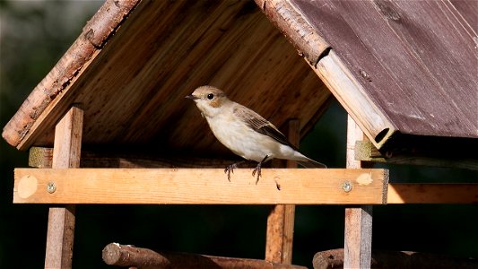 Der Trauerschnäpper ist ein seltener Gast am Futterhäuschen
