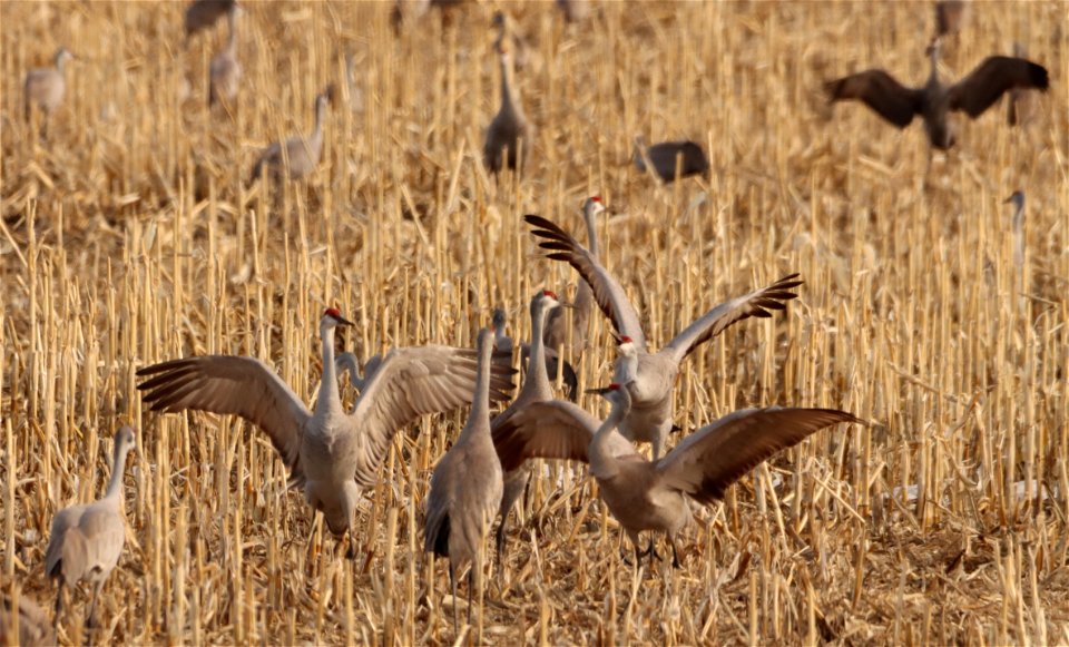 Sandhill Cranes Huron Wetland Management District South Dakota