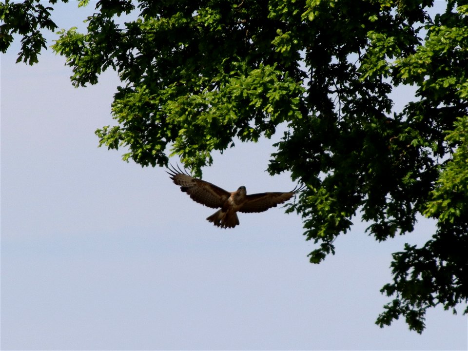 Buzzard photo