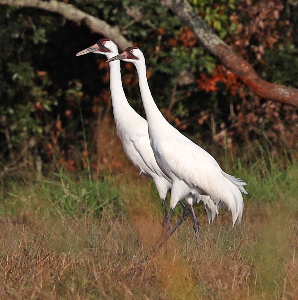 251 - WHOOPING CRANE (12-17-2021) 4th street, goose island, refugio co, tx -24