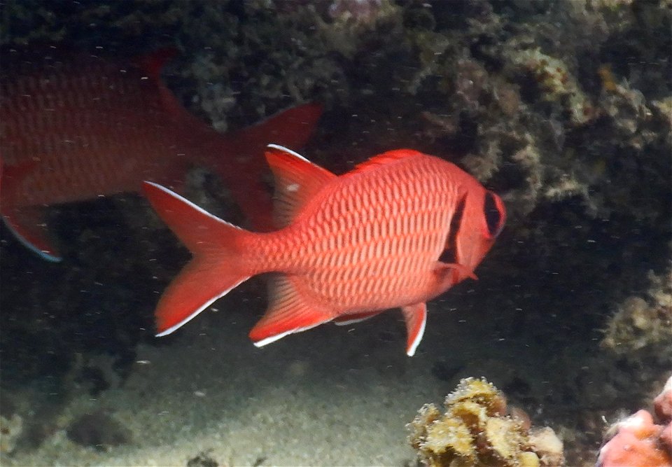 Myripristis berndti 4