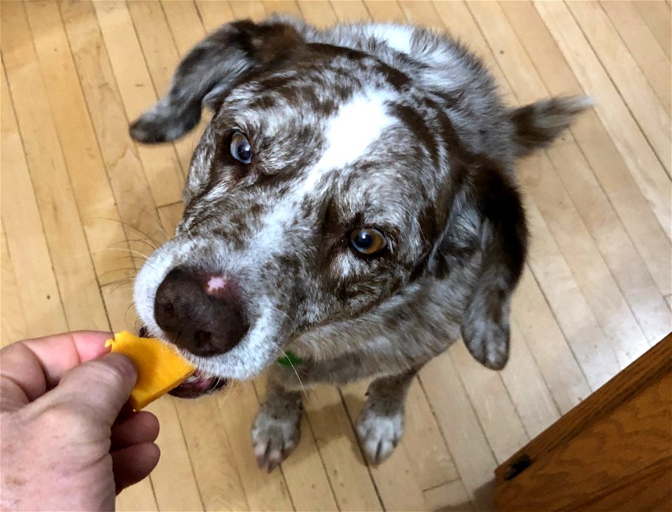 Will Do Anything For Cheese