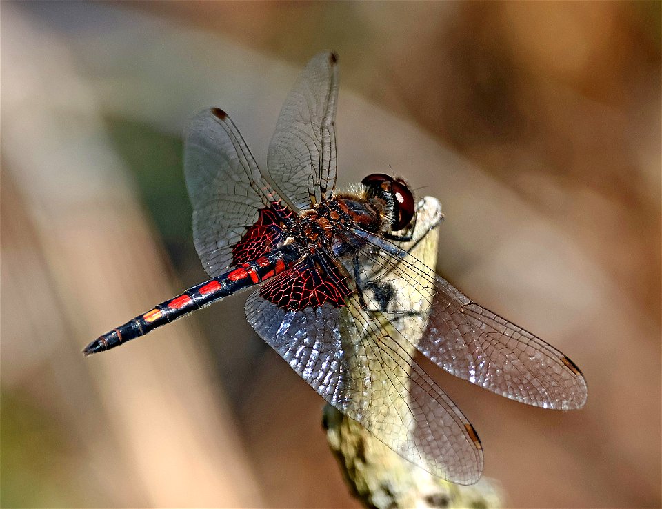 PENNANT, ORNATE (Celithemis ornata) (05-13-2023) carver's creek state park, cumberland co, nc -01 male (2)