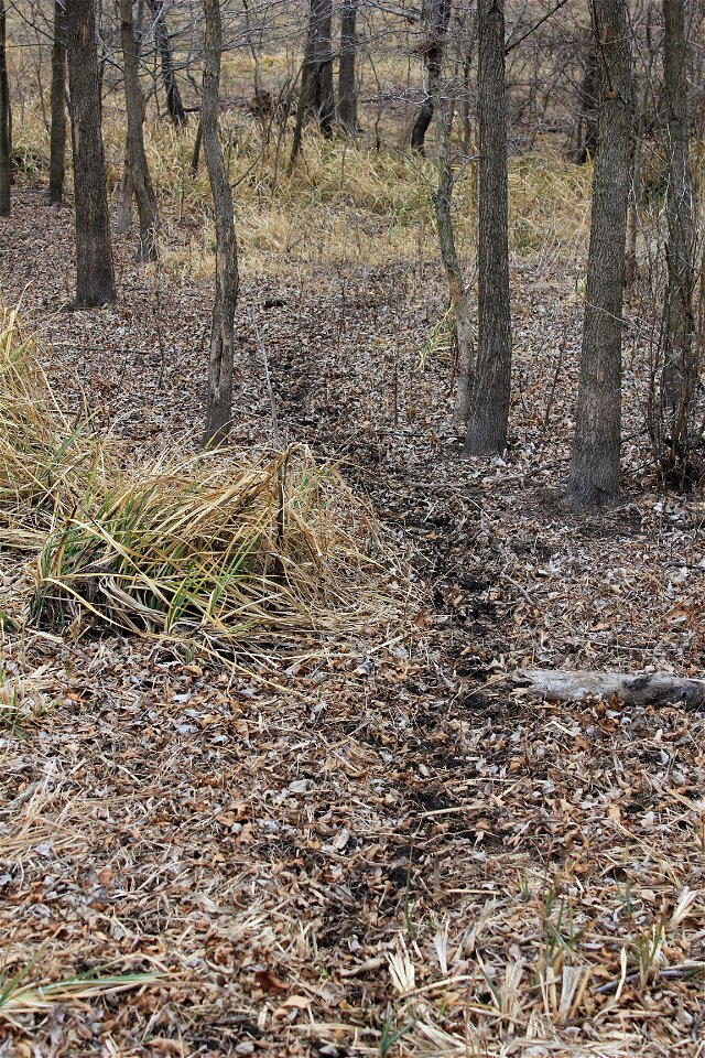 Deer trail