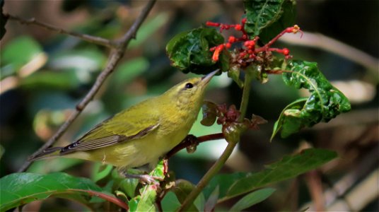 Tennessee Warbler photo