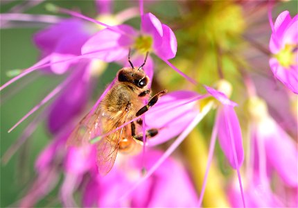 Western honeybee on Rocky Mountain beeplant