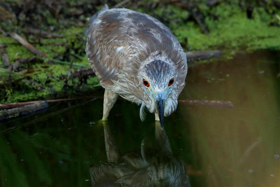 Immature Black-Crowned Night Heron Huron Wetland Management District South Dakota