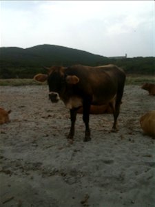 Vache sur une plage de Macinaggio, Ersa