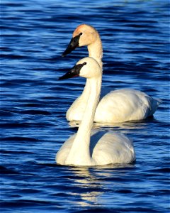Trumpeter swan at Seedskadee National Wildlife Refuge