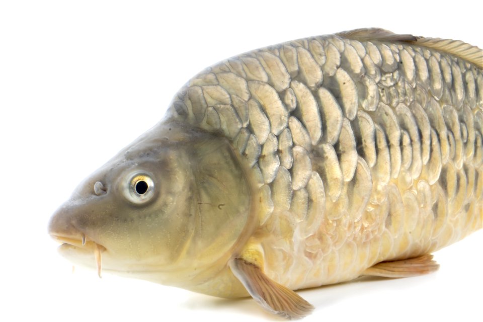 Common Carp (Cyprinus carpio),Mirror Variety
